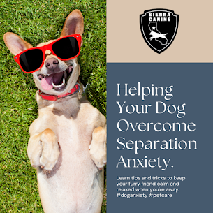 How to tell if your furry pup has separation anxiety and how you can help